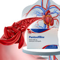 Pentoxifilina 400 Mg Con 30 Tabletas Randall